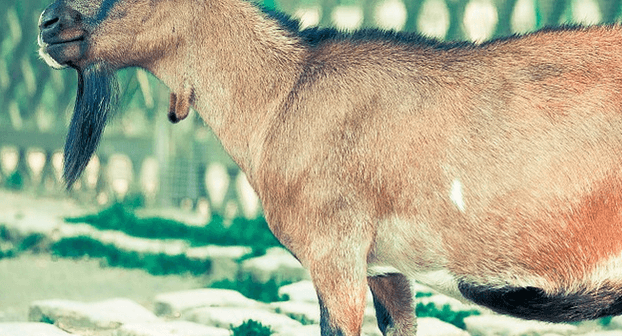 syarat hewan untuk qurban