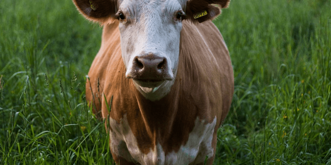 Syarat hewan untuk qurban
