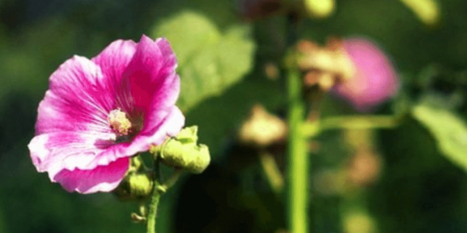 Obat Alami Asam Lambung pada Anak