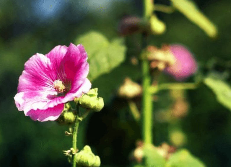 Obat Alami Asam Lambung pada Anak