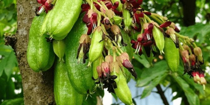 Obat Batuk Herbal untuk Anak