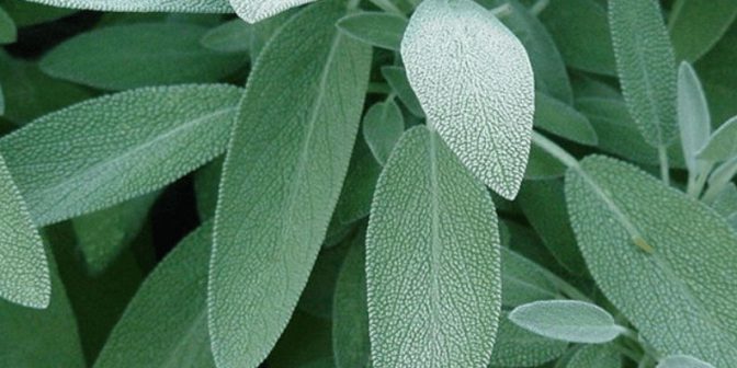 Obat Batuk Herbal untuk Anak