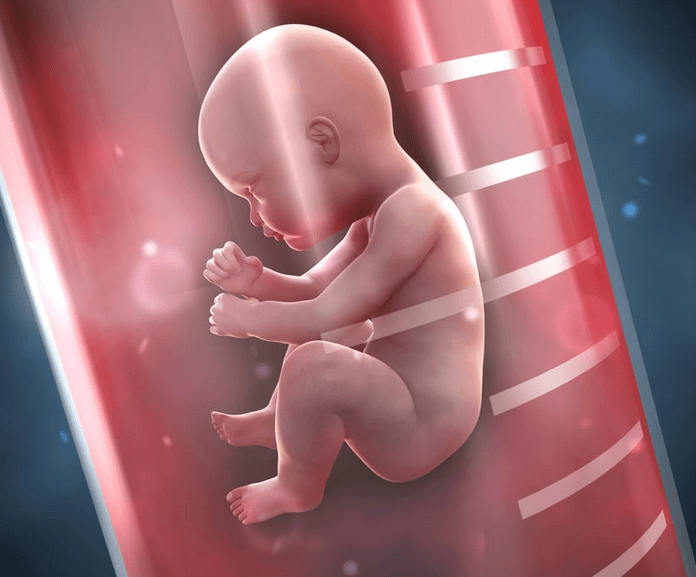 biaya program bayi tabung