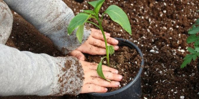 mengajari anak berkebun