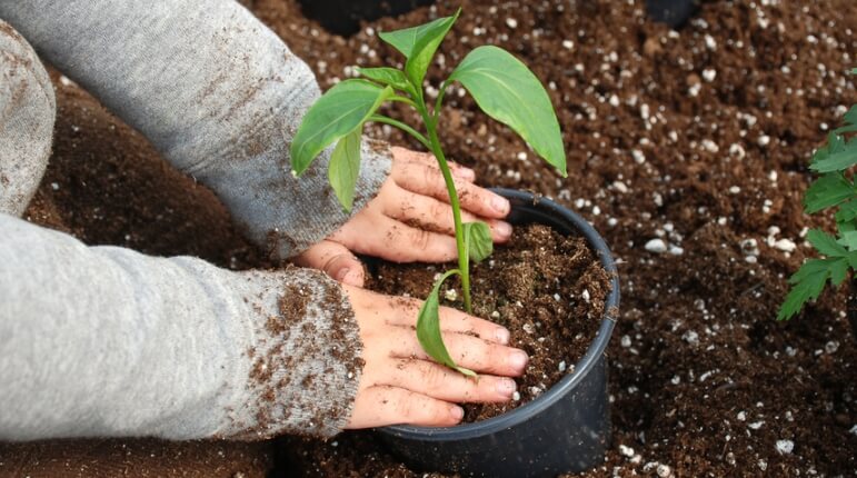 mengajari anak berkebun