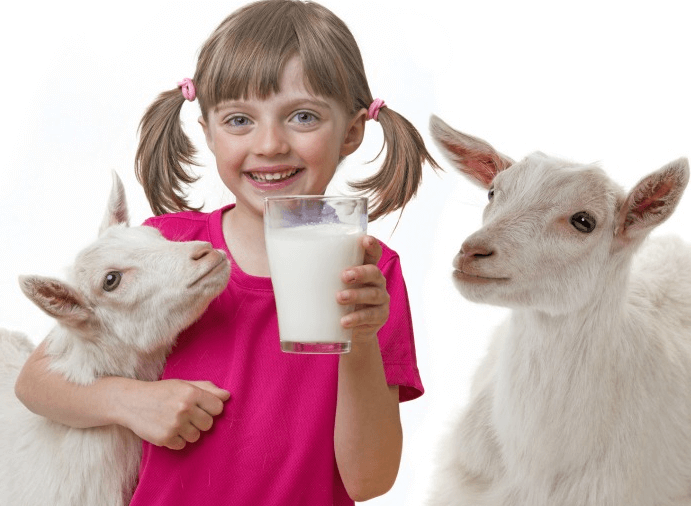 susu kambing untuk bayi