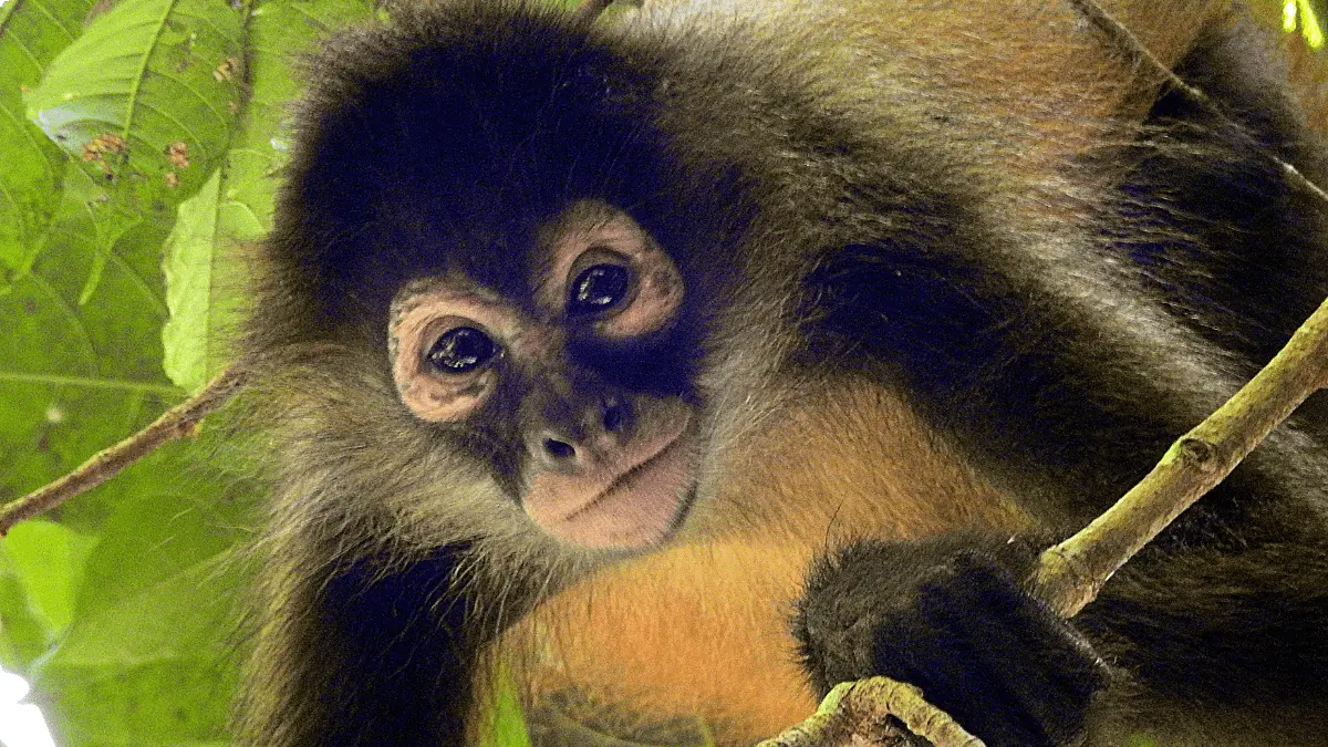 dongeng panjang sang kera penipu