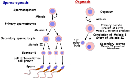 oogenesis pada bayi perempuan