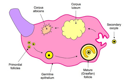 oogenesis pada bayi perempuan