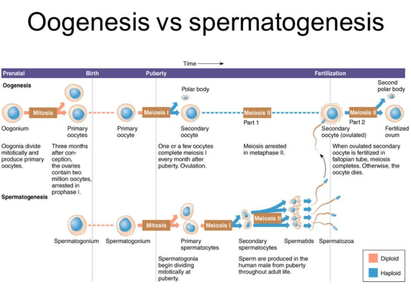 oogenesis pada bayi perempuan