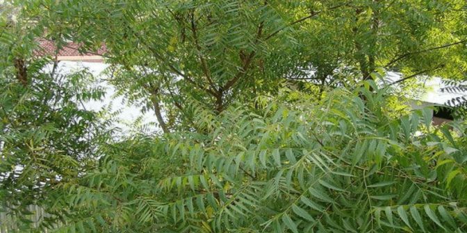 Cara Mencegah Kehamilan