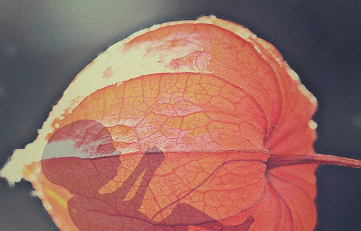 penyebab plasenta lengket di rahim