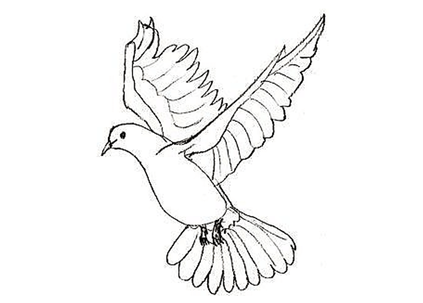 sketsa gambar burung merpati