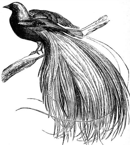 sketsa gambar burung cendrawasih