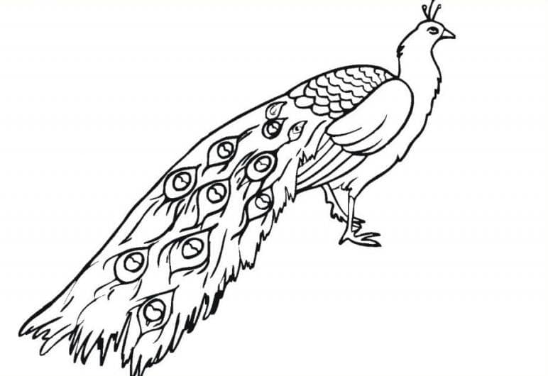 sketsa gambar burung merak