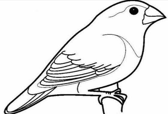 sketsa gambar burung nuri