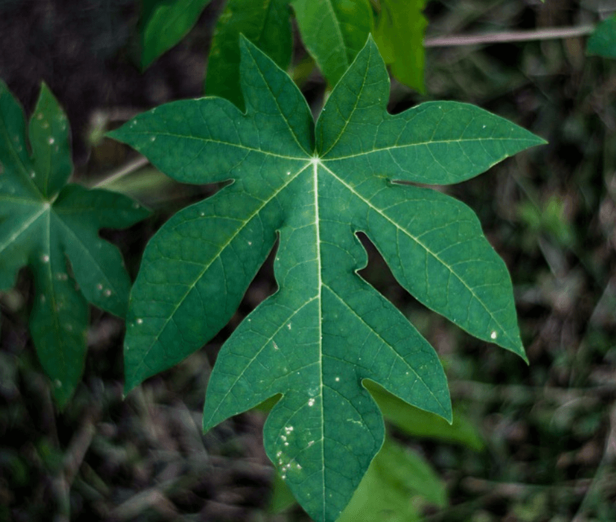 daun pepaya untuk ibu hamil