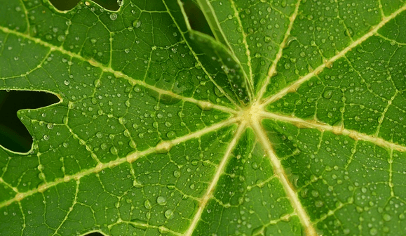 daun pepaya untuk ibu hamil