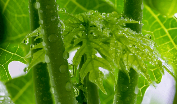 daun pepaya untuk ibu hamil