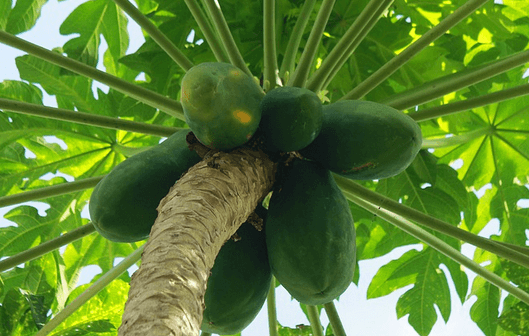 daun pepaya untuk ibu hamil