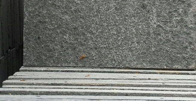 jenis decking kolam renang batu andesit