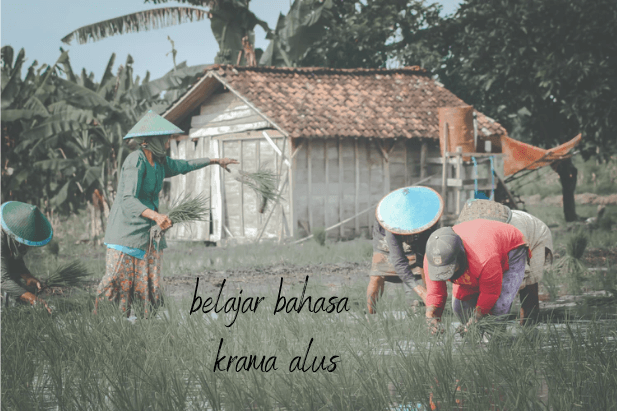 belajar bahasa jawa krama alus