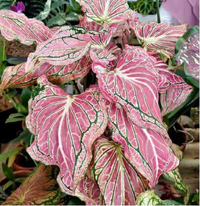 kado untuk guru - tanaman hias