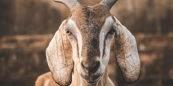 proposal kegiatan qurban dan hari raya idul adha