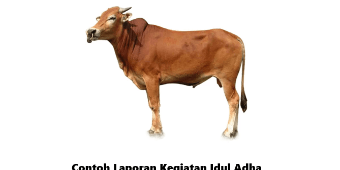 contoh laporan kegiatan idul adha