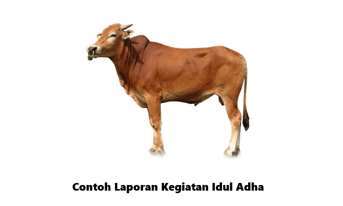 contoh laporan kegiatan idul adha