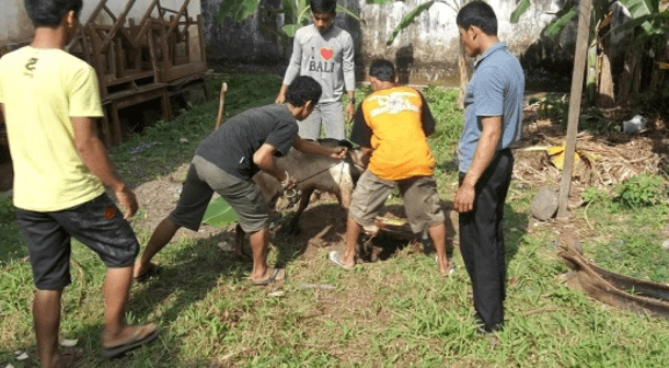 contoh laporan kegiatan idul adha