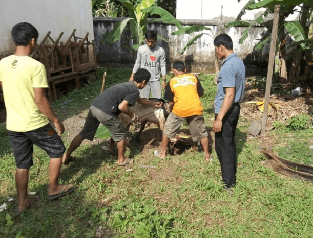 contoh laporan kegiatan idul adha