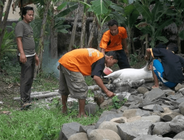 contoh laporan kegiatan idul adha