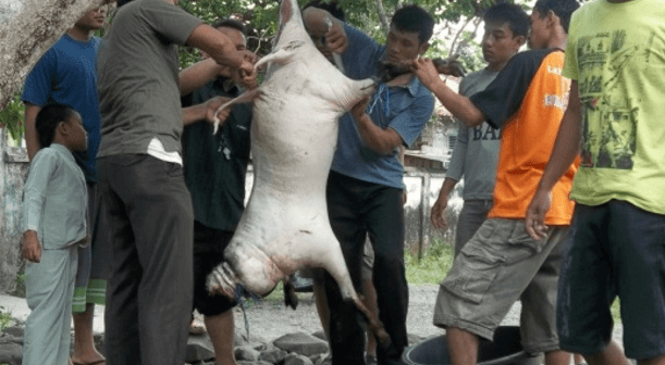 contoh laporan kegiatan idul adha