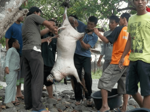 contoh laporan kegiatan idul adha