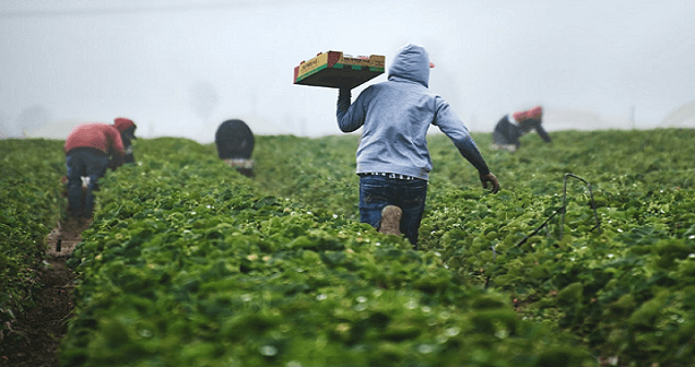 menjadi petani sukses
