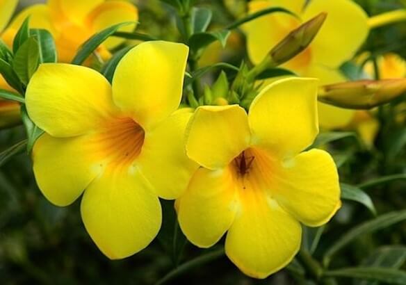 gambar bunga alamanda