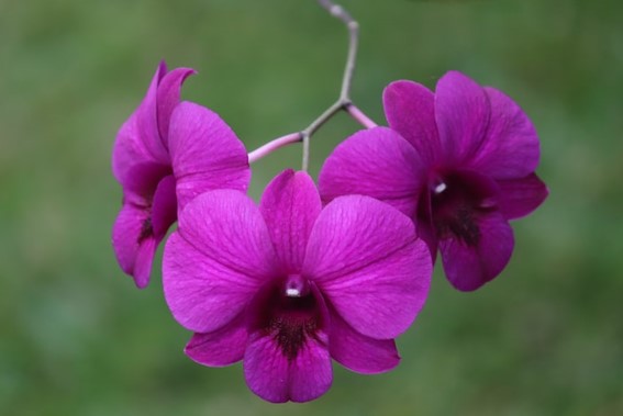 gambar bunga anggrek