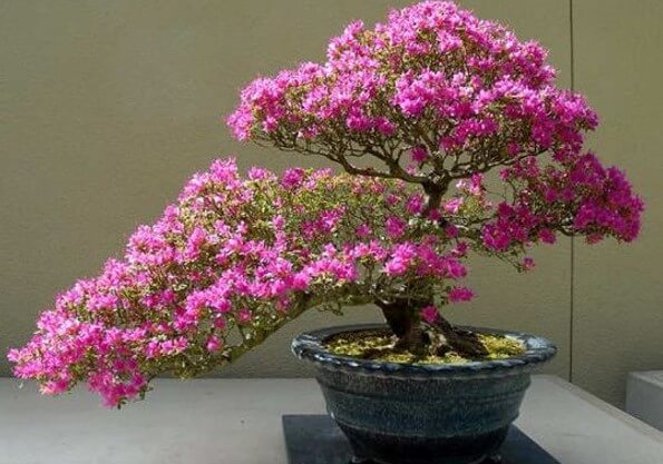 gambar bunga bougenville