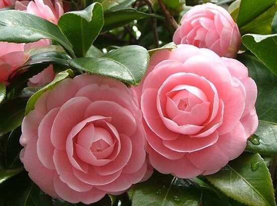 gambar bunga camelia
