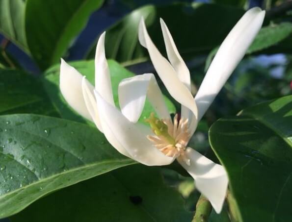 gambar bunga cempaka