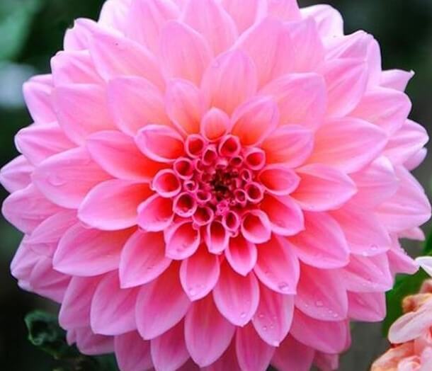 gambar bunga dahlia