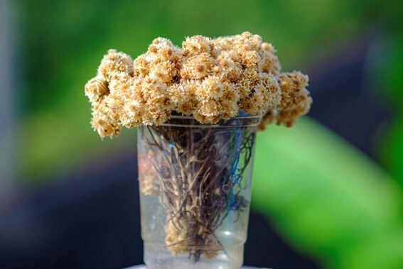 gambar bunga edelwei