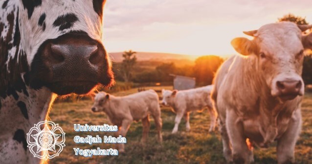 jurusan di ugm yang sepi peminat