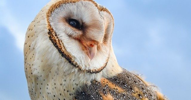 gambar burung hantu cantik