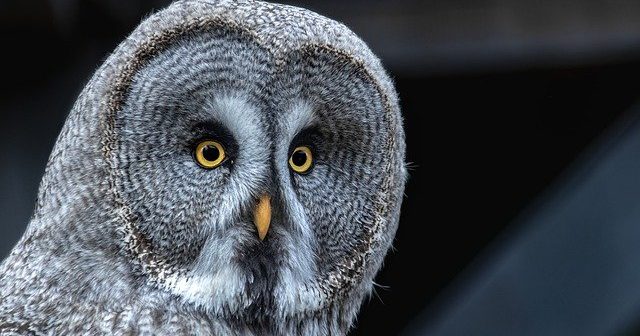 gambar burung hantu malam hari