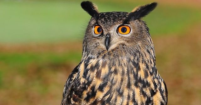 gambar burung hantu mata coklat kekuningan