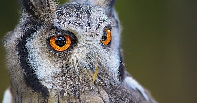 gambar burung hantu tatapan mata tajam kuning