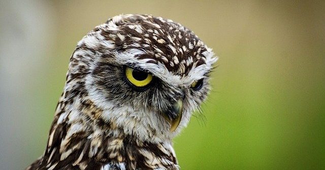 gambar burung hantu mata tajam warna kuning bening