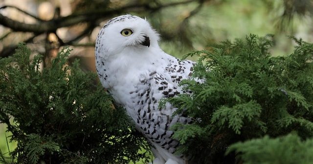 gambar burung hantu warna putih dengan paruh hitam bertengger diantara dedaunan